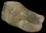 Struthiomimus Toe Bone - Montana #66452-2